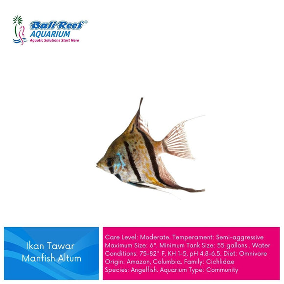 Ikan Tawar Manfish Altum L