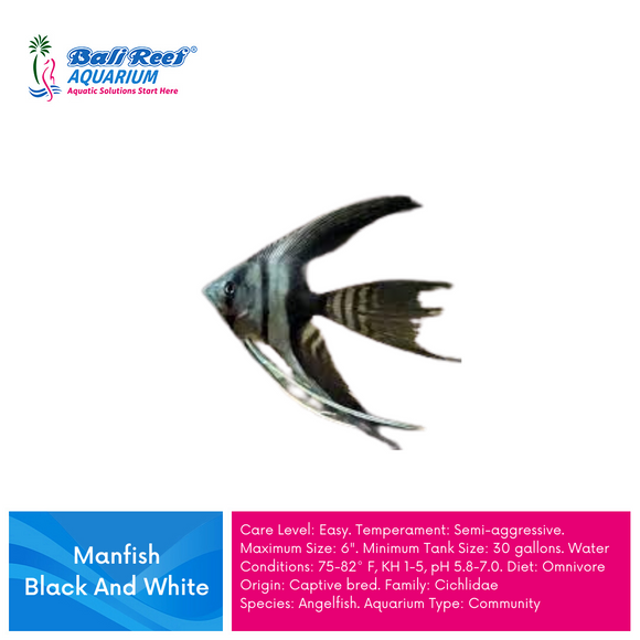 Ikan Tawar Manfish BW Slayer L