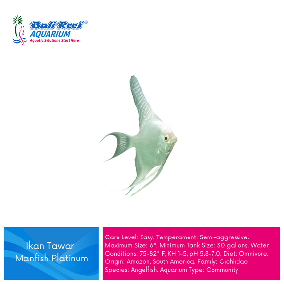 Ikan Tawar Manfish Platinum