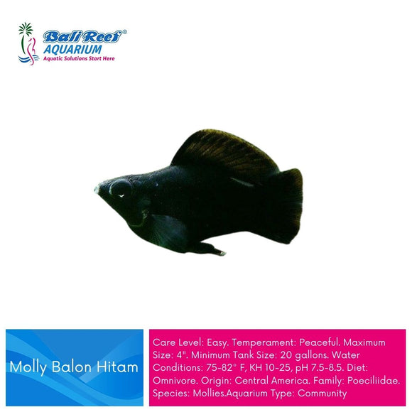 Ikan Tawar Moly Balon Black