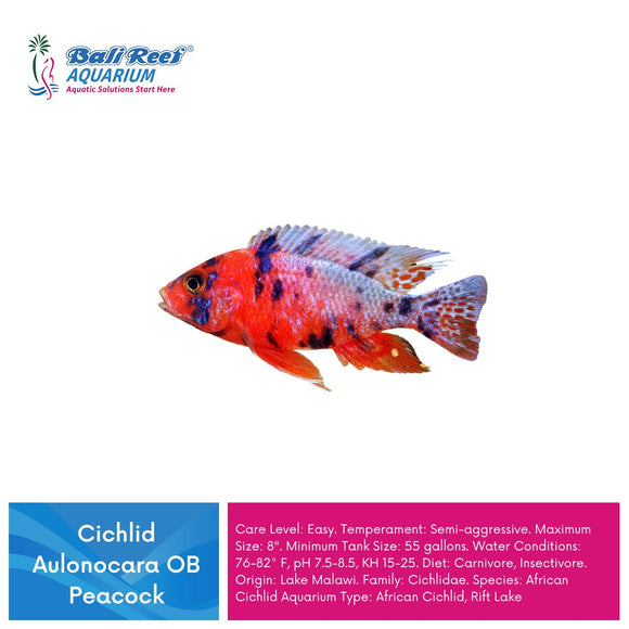 Ikan Tawar Cichlid Aulonocara OB Peacock