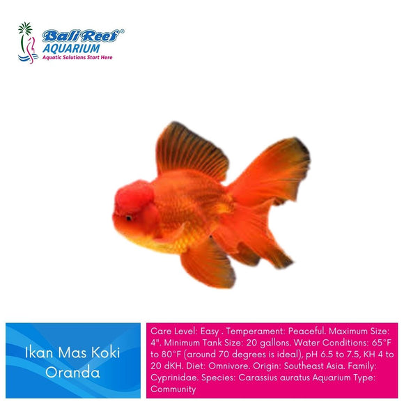 Ikan Tawar Koki Oranda Small