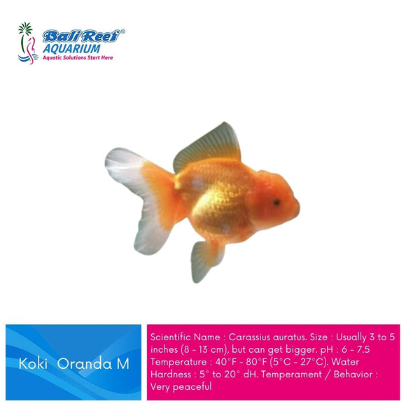 Ikan Tawar Koki Oranda Medium