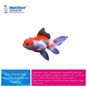 Ikan Tawar Koki Oranda Red White Medium