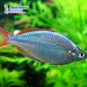 Ikan Tawar Rainbow Peacock