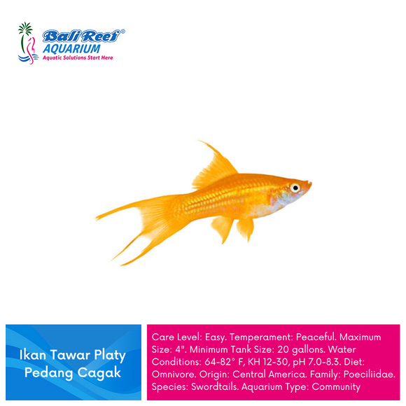 Ikan Tawar Platy Pedang Cagak