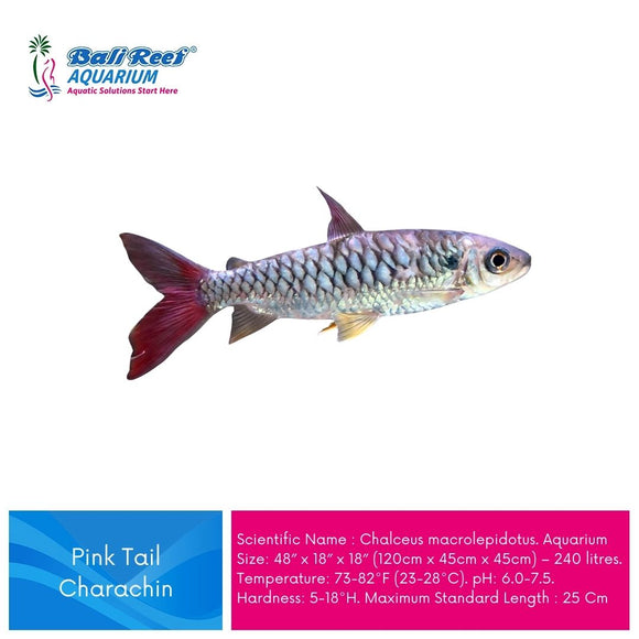 Ikan Tawar Pinktail Characin