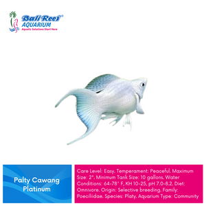 Ikan Tawar Platy Cawang Platinum