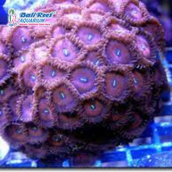 Polip Pasir Merah