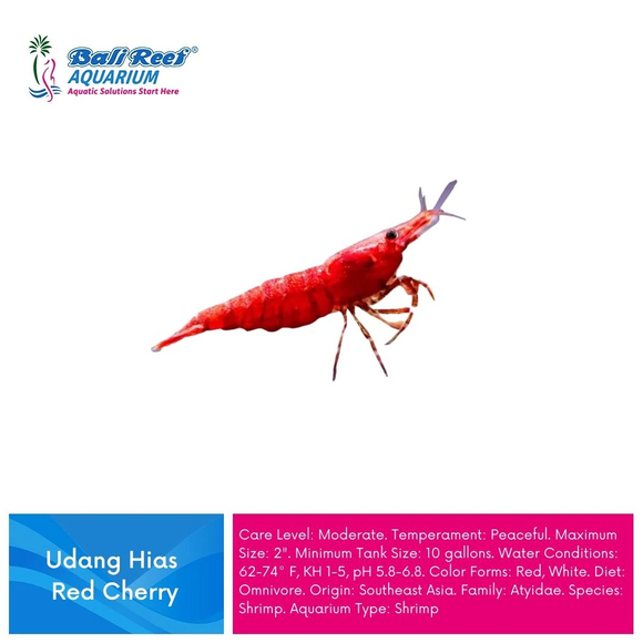 Ikan Tawar Shrimp Red Cherry