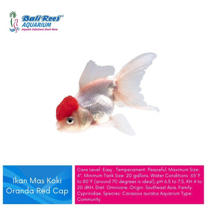 Ikan Tawar Koki Oranda Red Cap