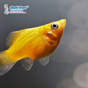 Ikan Tawar Moly Balon Orange Large