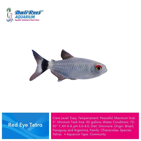 Ikan Tawar Mata Merah / Red Eye Tetra Medium