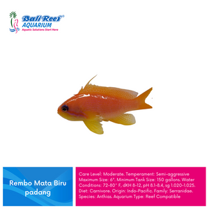 I L Anthias Coral Fish : Rembo Mata Biru Padang