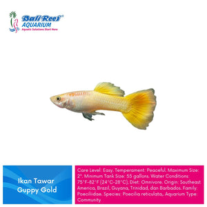 Ikan Tawar Guppy Gold