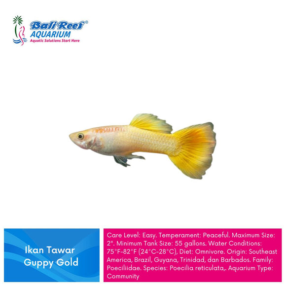 Ikan Tawar Guppy Gold