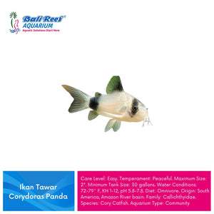 Ikan Tawar Corydoras Panda