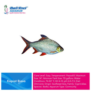 Ikan Tawar Kapiat Biasa