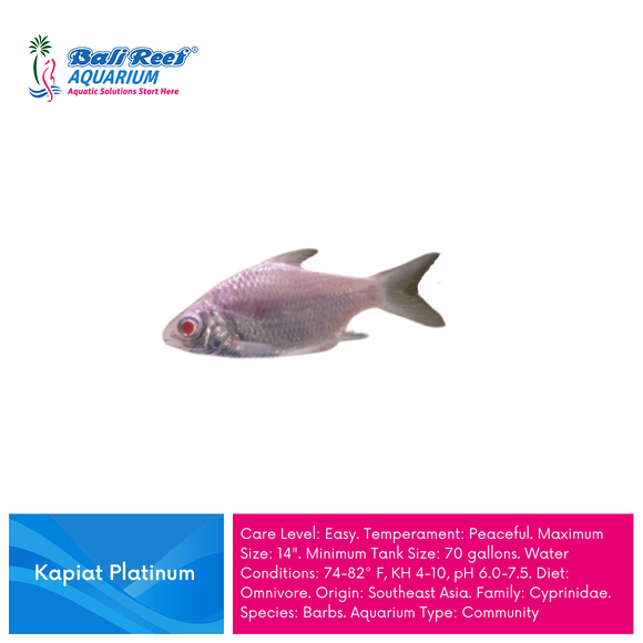 Ikan Tawar Kapiat Platinum