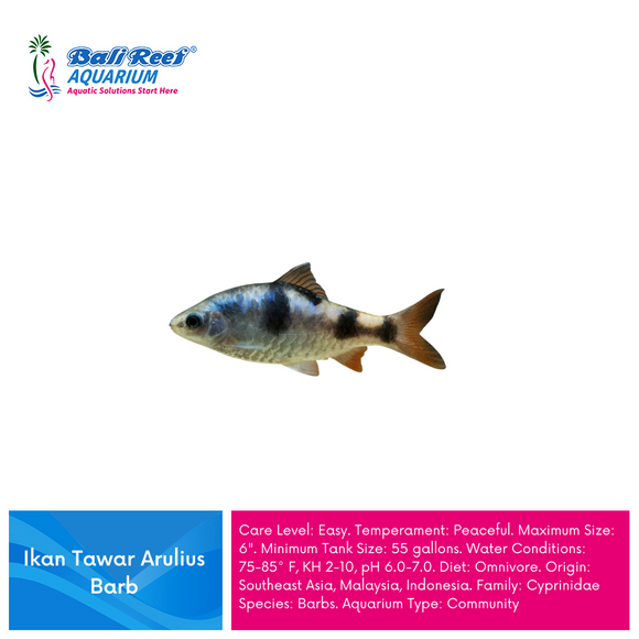 Ikan Tawar Arulius Barb