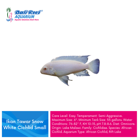 Ikan Tawar Snow White Cichlid L