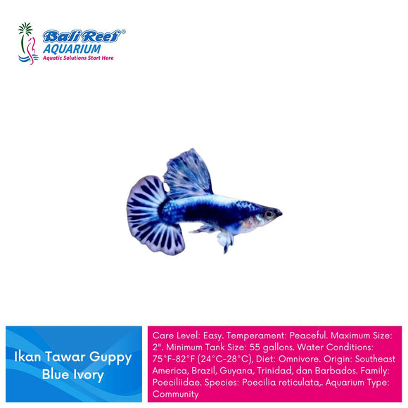 Ikan Tawar Guppy Blue Ivory