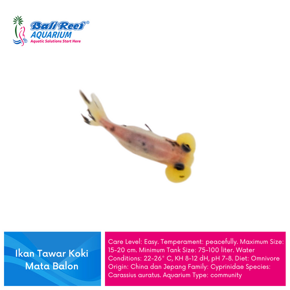 Ikan Tawar Koki Mata Balon