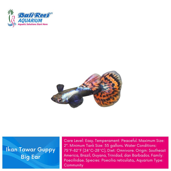 Ikan Tawar Guppy Big Ear
