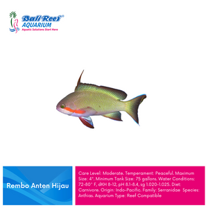 I L Anthias Coral Fish : Rembo Anten Hijau