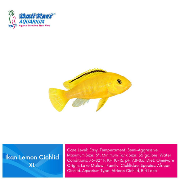 Ikan Tawar Lemon Cichlid XL