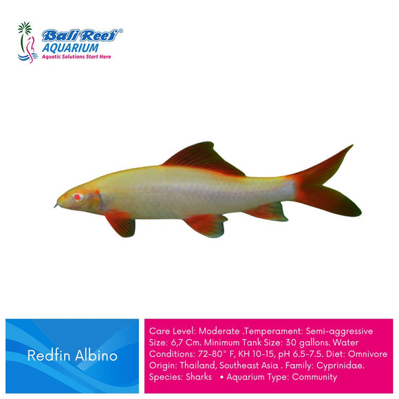 Ikan Tawar Redfin Albino Small