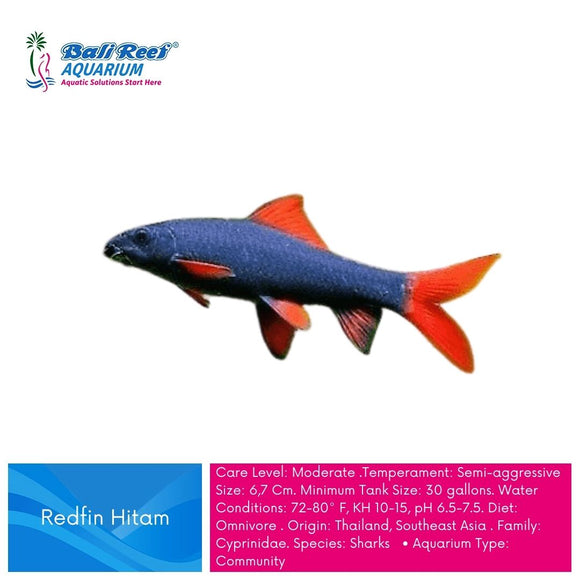 Ikan Tawar Redfin Hitam Large