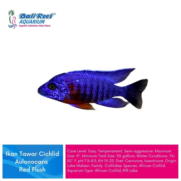 Ikan Tawar Cichlid Aulonocara Red Flush