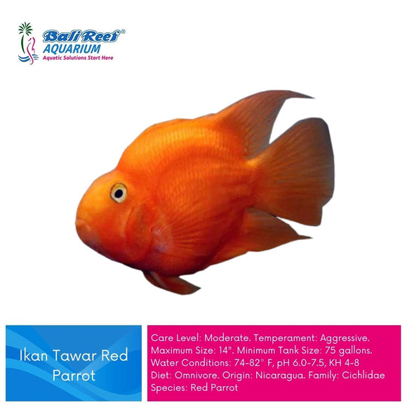 Ikan Tawar Red Parrot Medium - AMC