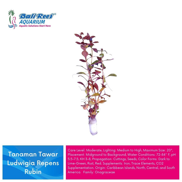 Tanaman Tawar Ludwigia Repens Rubin