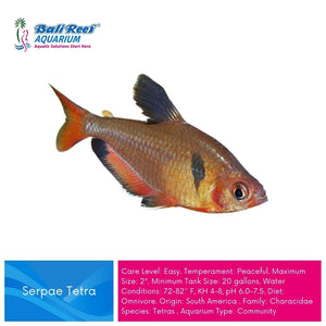 Ikan Tawar Ember Tetra Hyphessobrycon Amandae