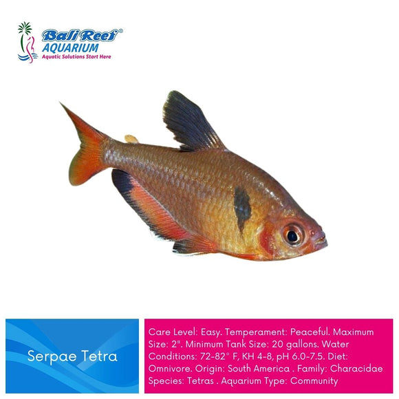 Ikan Tawar Ember Tetra Hyphessobrycon Amandae