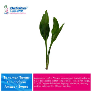 Tanaman Tawar Echinodorus Amazon Sword