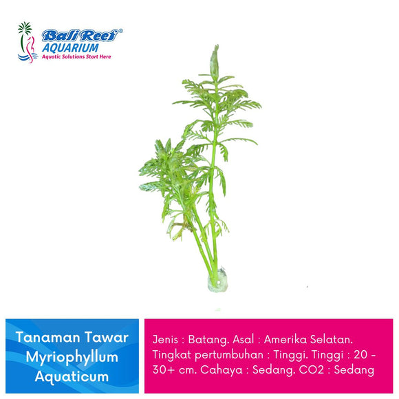 Tanaman Tawar Myriophyllum Aquaticum