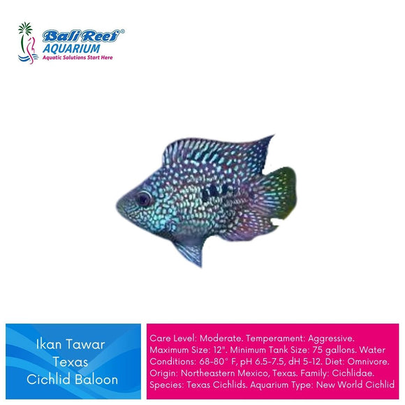 Ikan Tawar Texas Cichlid Baloon