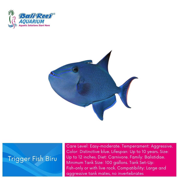 I L Triggerfish : Triger Biru