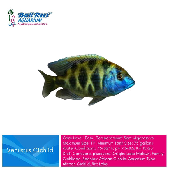 Ikan Tawar Cichlid Venustus - AFC