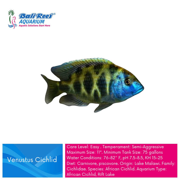Ikan Tawar Cichlid Venustus Large - AFC