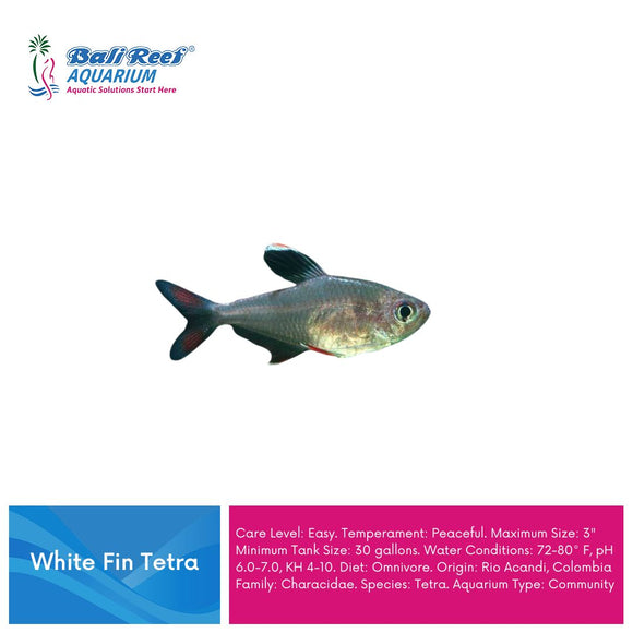 Ikan Tawar White Fin Tetra