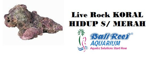 Live Rock