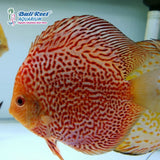Discus