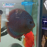 Discus