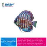Discus