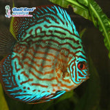 Discus