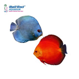 Discus